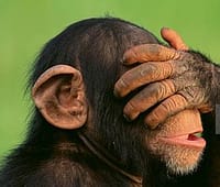 PSYCHOANALYTIC STUDY OF THE MONKEY'S EYES